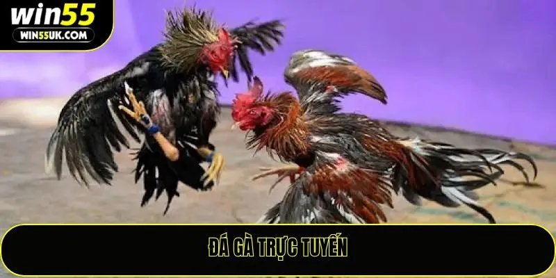 Đá Gà Trực Tuyến