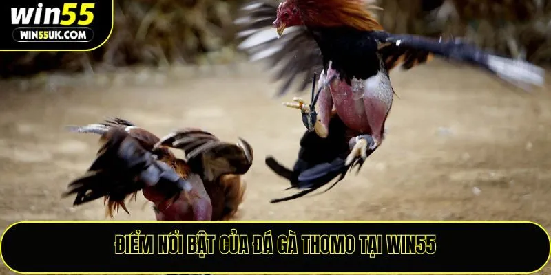 Điểm nổi bật của đá gà thomo tại Win55